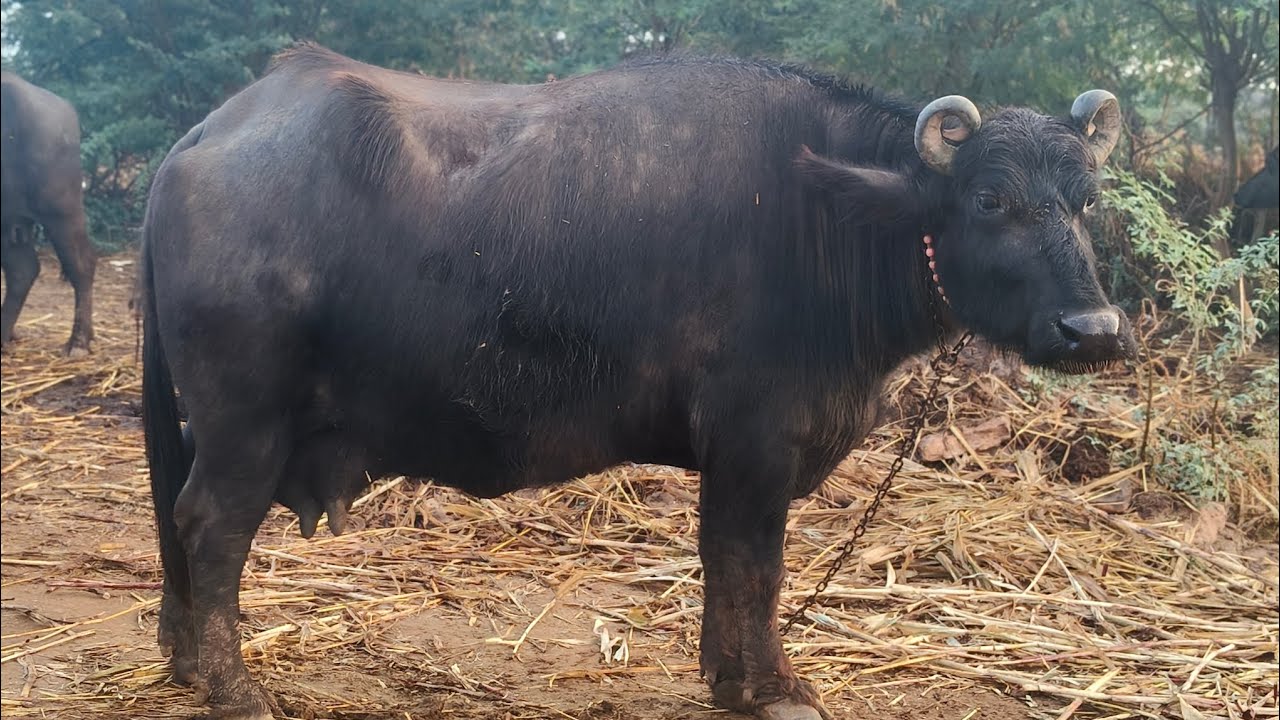 Bani buffalo top/ 2026/💫9265129319