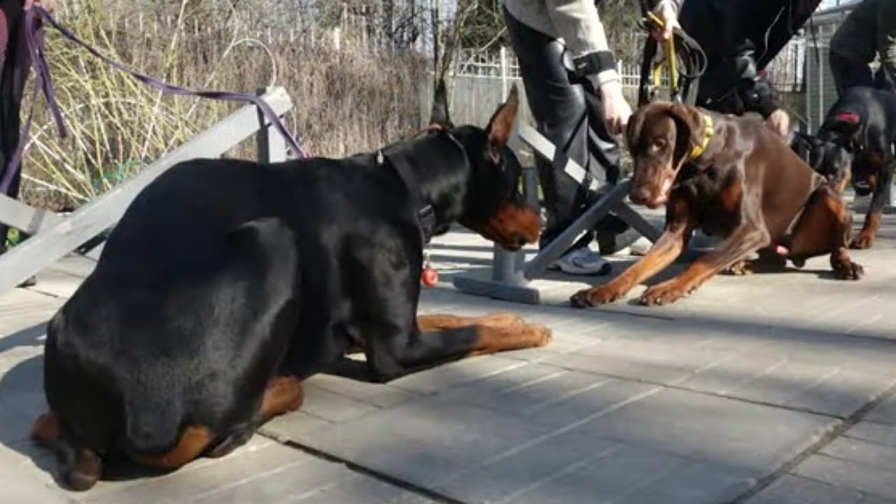 Догтренинг 601. С доберманами только девушки. Монопородная группа ...