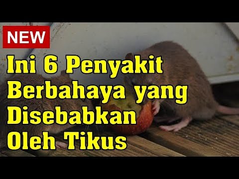 Ini 6 Penyakit Berbahaya yang Disebabkan Oleh Tikus