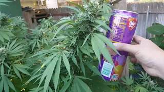 Outdoor grow 2017 part 17 (no more bloom feeding)