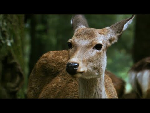 Video: Hvilke Dyr Foregiver At Være Døde