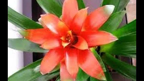 O que fazer com a flor seca da bromélia?