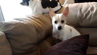 Gizemo and Peewee