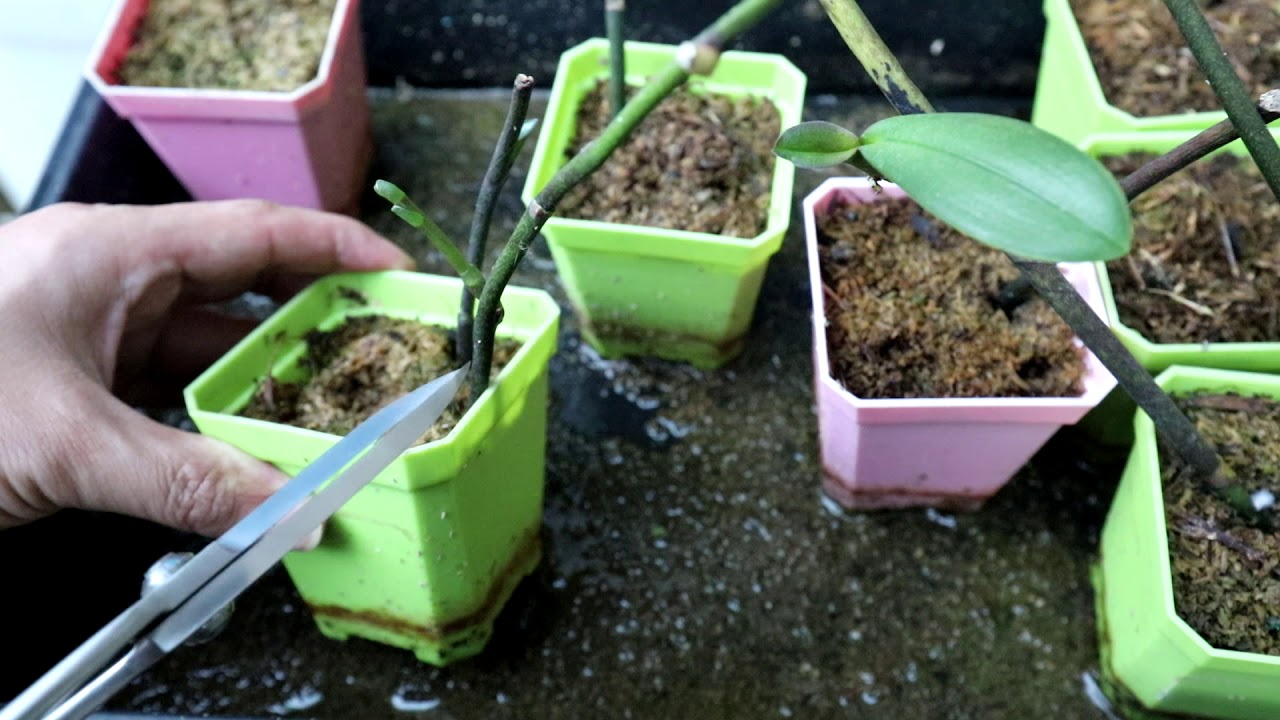 蝴蝶蘭花梗插枝抽花芽處理示範教學 19 10 13 Youtube