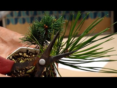 After grafting the Japanese white pine - YouTube