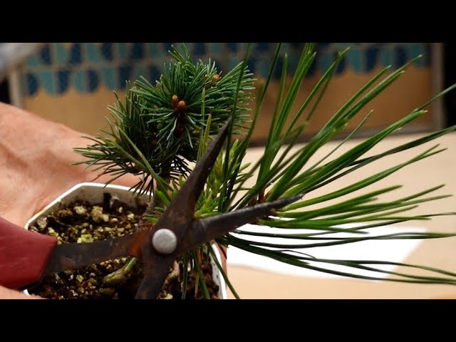 After grafting the Japanese white pine - YouTube