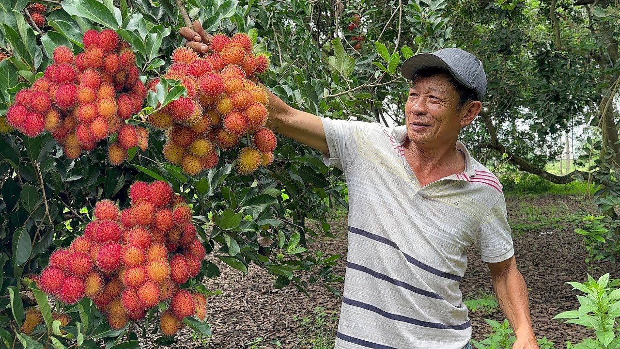 Vườn Chôm chôm siêu trái• chùm nào chùm náy còn hơn nho/Long Khánh quê em-PP