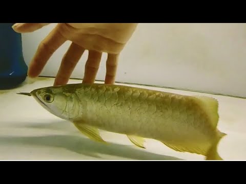 24 carat gold arowana fish price largest arowana in the world