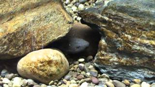 Hellbender stress reaction