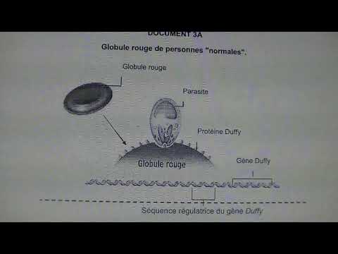 Vidéo: Duplication Et Fragmentation Des Gènes Dans Le Complexe Majeur D'histocompatibilité Du Pinson Du Zèbre