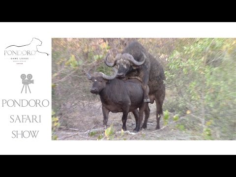 Mating buffalo