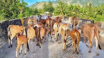 Suara Sapi Lembu Jinak pulang ke kandang - suara mengembala sapi Lembu Jinak  Pulang ke kandang