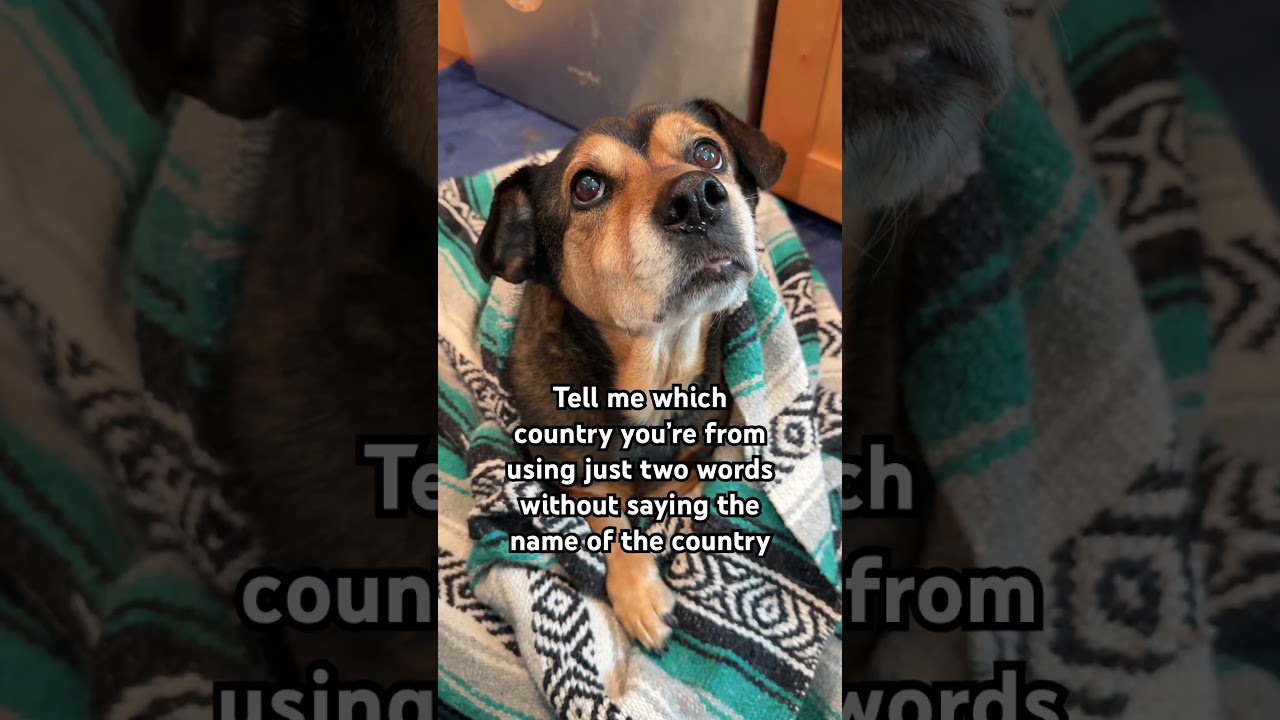 Откуда вы и ваши собаки? 🤔 