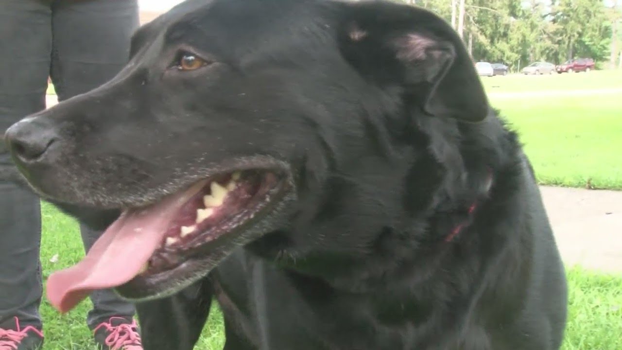 PUPS UNITE! Chi Nu Dog walk raises money for local animal shelters