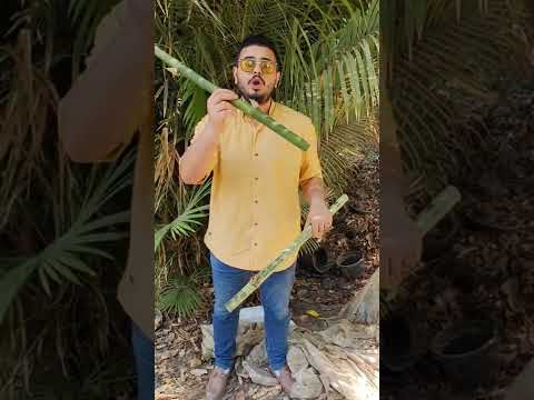 الغاب الافرنجي البامبو الخيزران