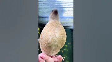 Quail Bird Sound Quail Bird Sound 