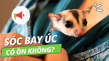 Nuôi Sóc Bay Úc Có Ồn Không? Sóc Bay Úc Kêu Như Thế Nào?