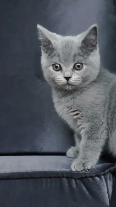Video 723471: british shorthair kittens playing, cute british shorthair kitten, house british shorthair