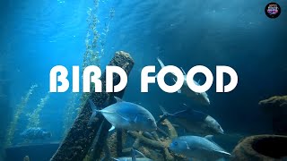 Bird Food by Best Of The 80s 21 views 4 days ago 6 minutes, 27 seconds