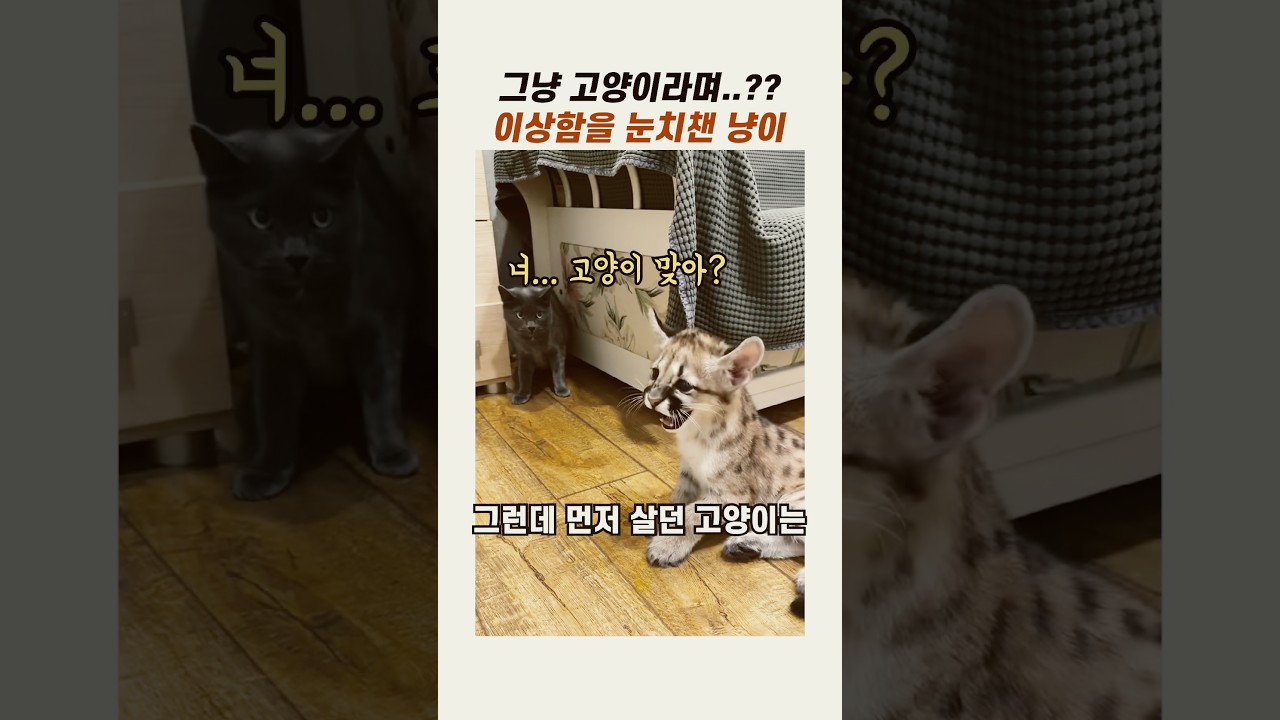 그냥 고양이라며…? 이상함을 눈치챈 냥이 #귀여운고양이 #야옹이