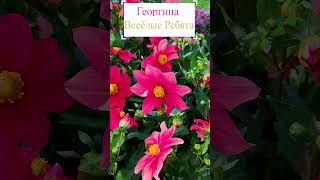 Георгина - Весёлые Ребята.💐 #flowerworld #цветы #flowers