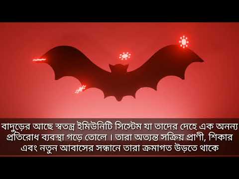 ভিডিও: ফেরেটে ভাইরাল সংক্রমণ (ইসিই)