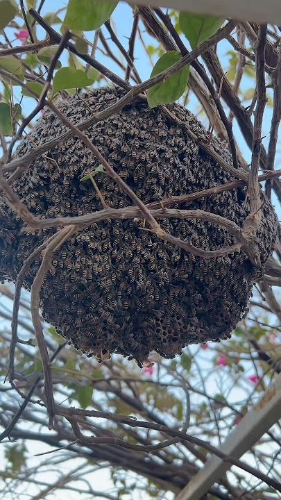 نحل في بيت #هاوي