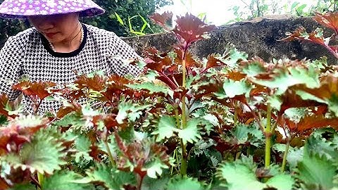 Thu Hoạch Tía Tô Lá Xoăn Tại Vườn – Dùng Làm Trà Thanh Nhiệt, Tốt Cho Sức Khỏe