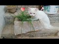 Cat eating grass show - Cute Cat
