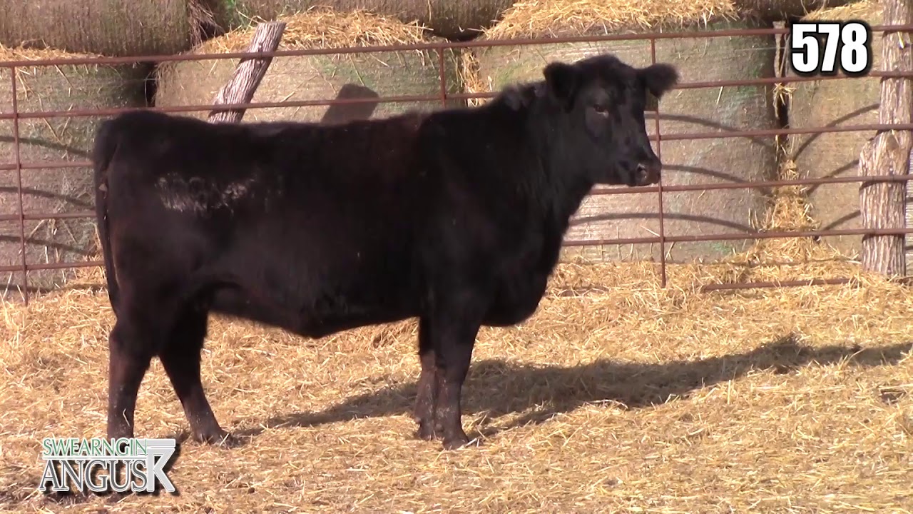 angus tasty Swearngin Angus 578
