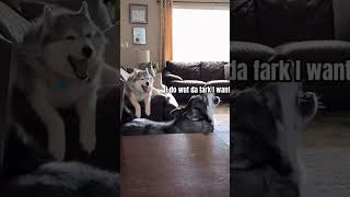 The 3 Huskiteers Lol