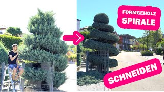 Formschnitt Spirale - Blaue Scheinzypresse Zeitraffertimelapse