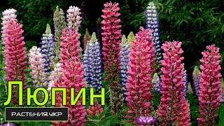 Семена Люпина выращивание из семян / Lupin seeds from seed(Вы узнаете как высадить семена люпина в открытом грунде на участке , или в квартире если вам так угодно смот..., 2015-02-24T13:30:30.000Z)