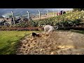 Beagle (April) and Mudhol Hound (Sheru) playing in sand.