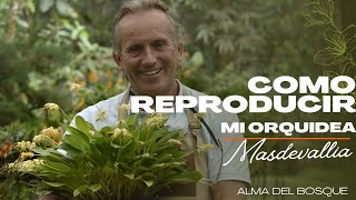 Como reproducir o dividir mi orquídea masdevallia? Aprende con Alma del Bosque