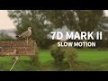 Canon 7D Mark II Slow Motion