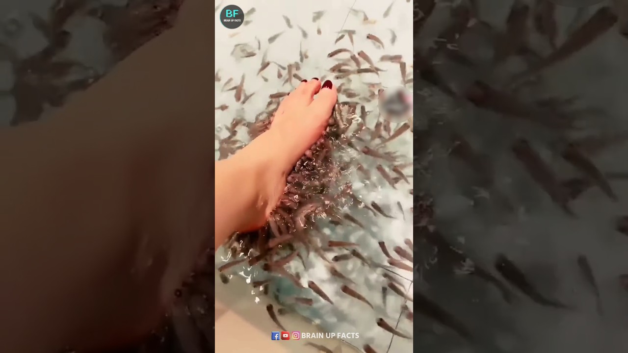Fish Padicure Gone Wrong | 
