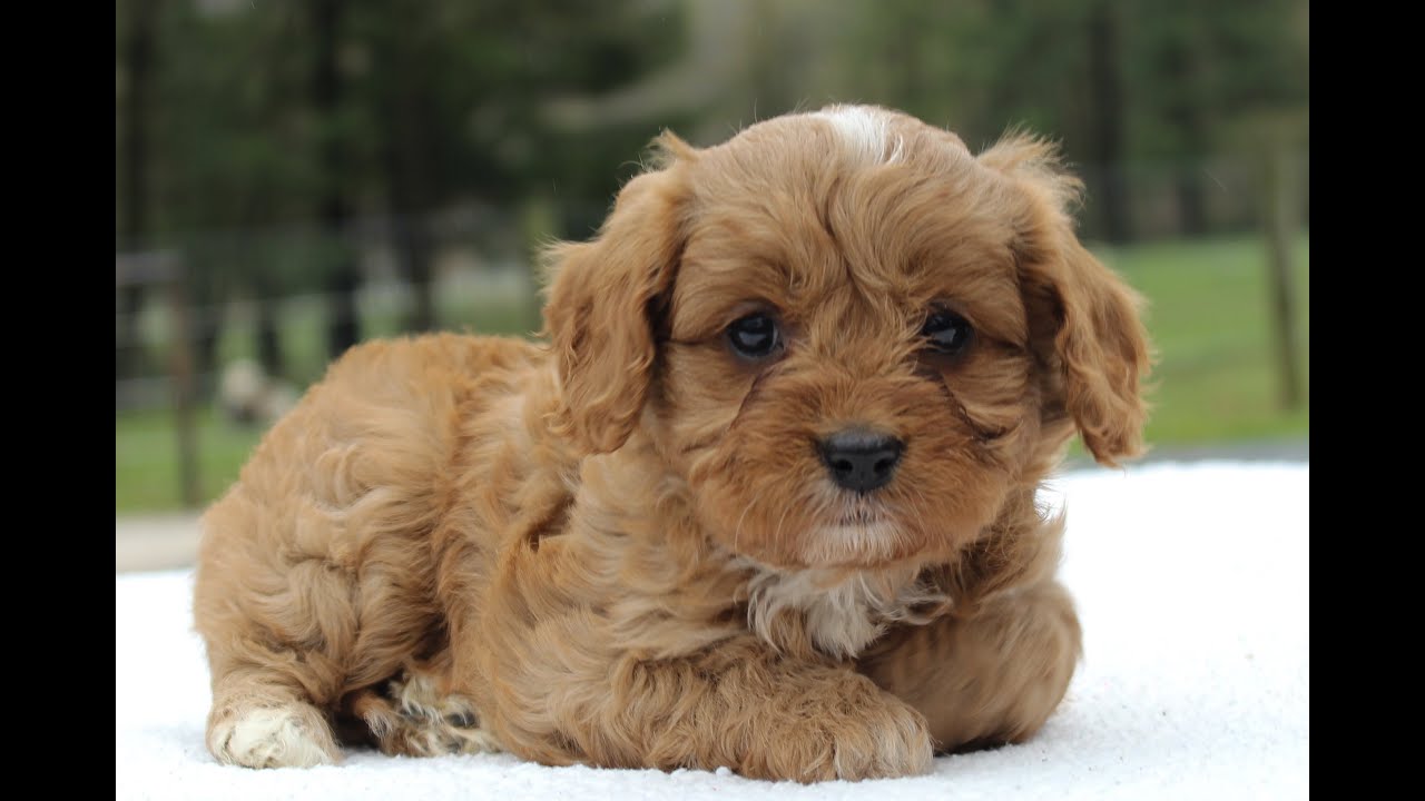Cavapoo Puppies for Sale - YouTube