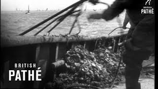 Oyster Fishing 1948