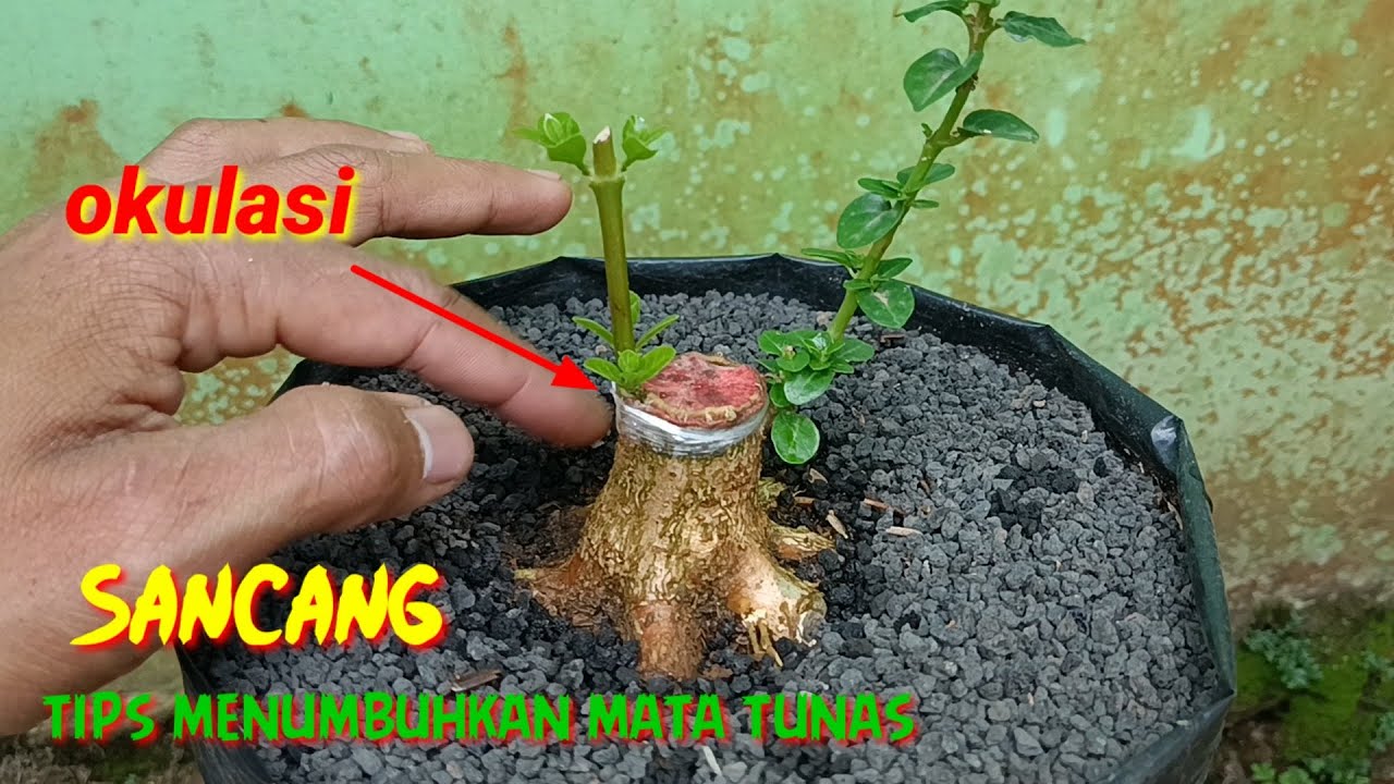 CARA MENUMBUHKAN TUNAS DI BAGIAN YANG TIDAK ADA MATA TUNAS YouTube