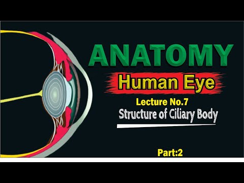 Ciliary body |
