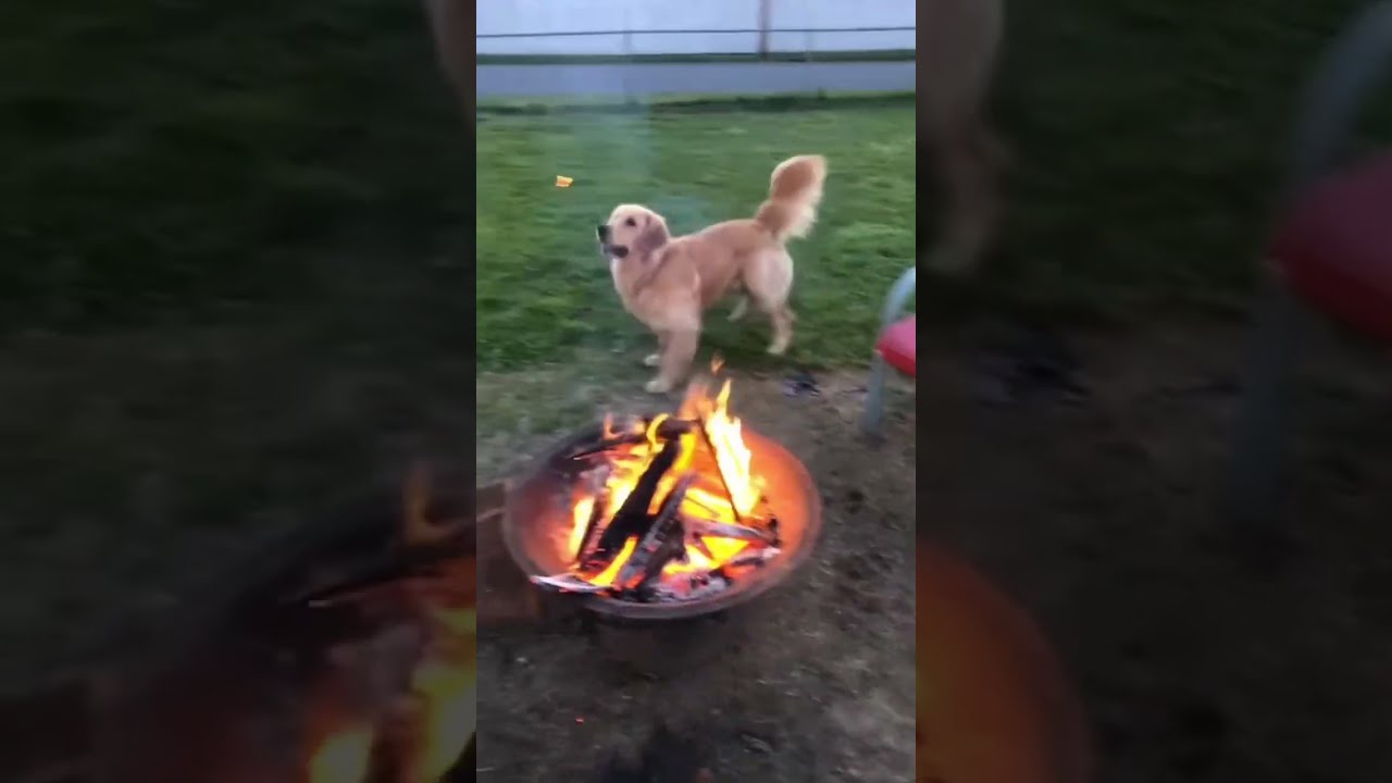 Golden Retrievers Are Always So Dramatic Dog Dogs Funny For Foryou Fyp Foryoupage Funnyvideo