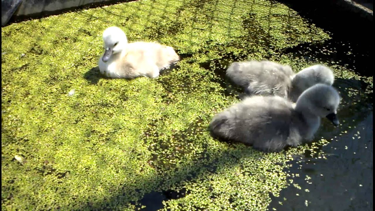 Handraising pet Mute swan (knobbelzwaan kuikens) YouTube