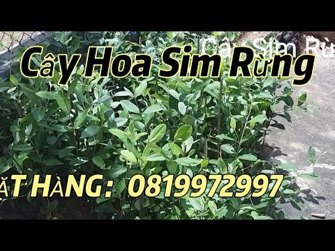 Video Cây Sim Rừng Ship Cho Khách(p2) Anh chị em mau đặt... - youtube