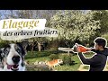 Elagage des arbres fruitiers - vlog rénovation 6