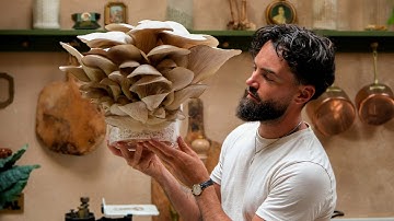 Easiest Way To Grow Mushrooms in a Buckets At Home (Day 1 to Harvest!)