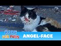 Cat missing part of her face living on the streets!  Thanks to YOU, she has HOPE!