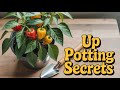 Master the BEST Technique for Up Potting Peppers!