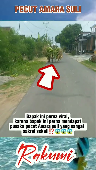 PECUT AMARA SULI ⁉️😱#shots #shortvideo #vidio #viralvideo
