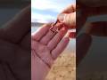 An effective way to attach a worm to a fishing hook